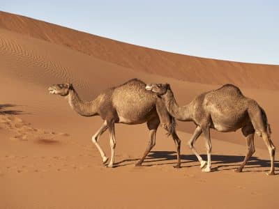 dromedary, camel, morocco