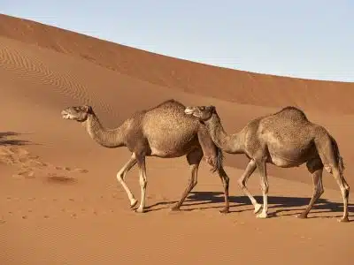 dromedary, camel, morocco