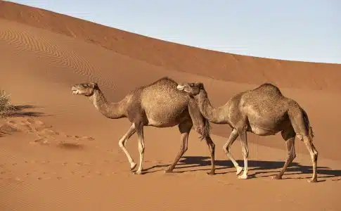 dromedary, camel, morocco