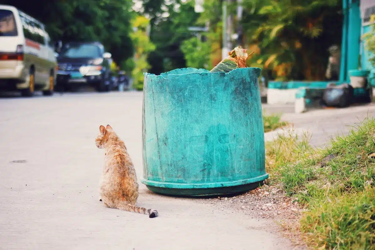 chat litière