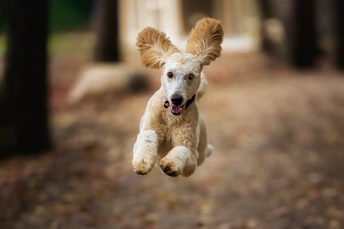 chiot  dressage