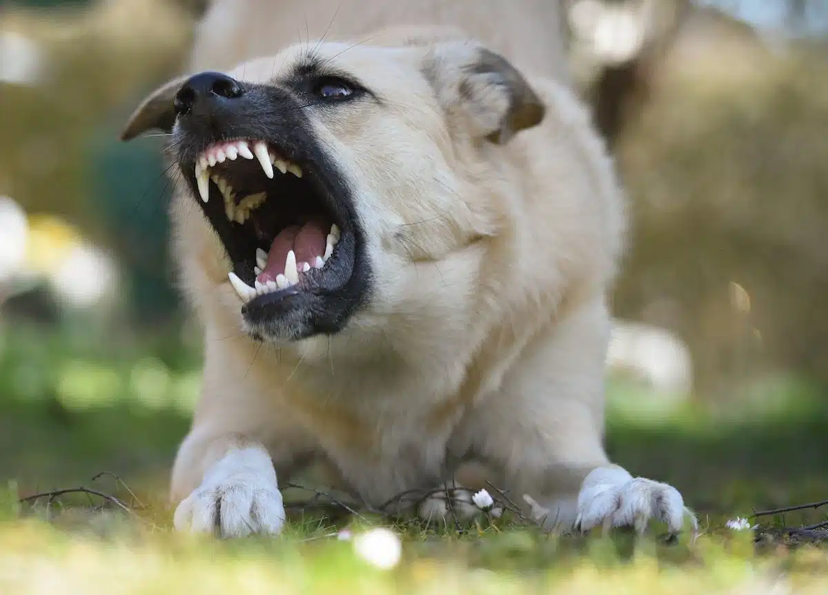 chien agressif