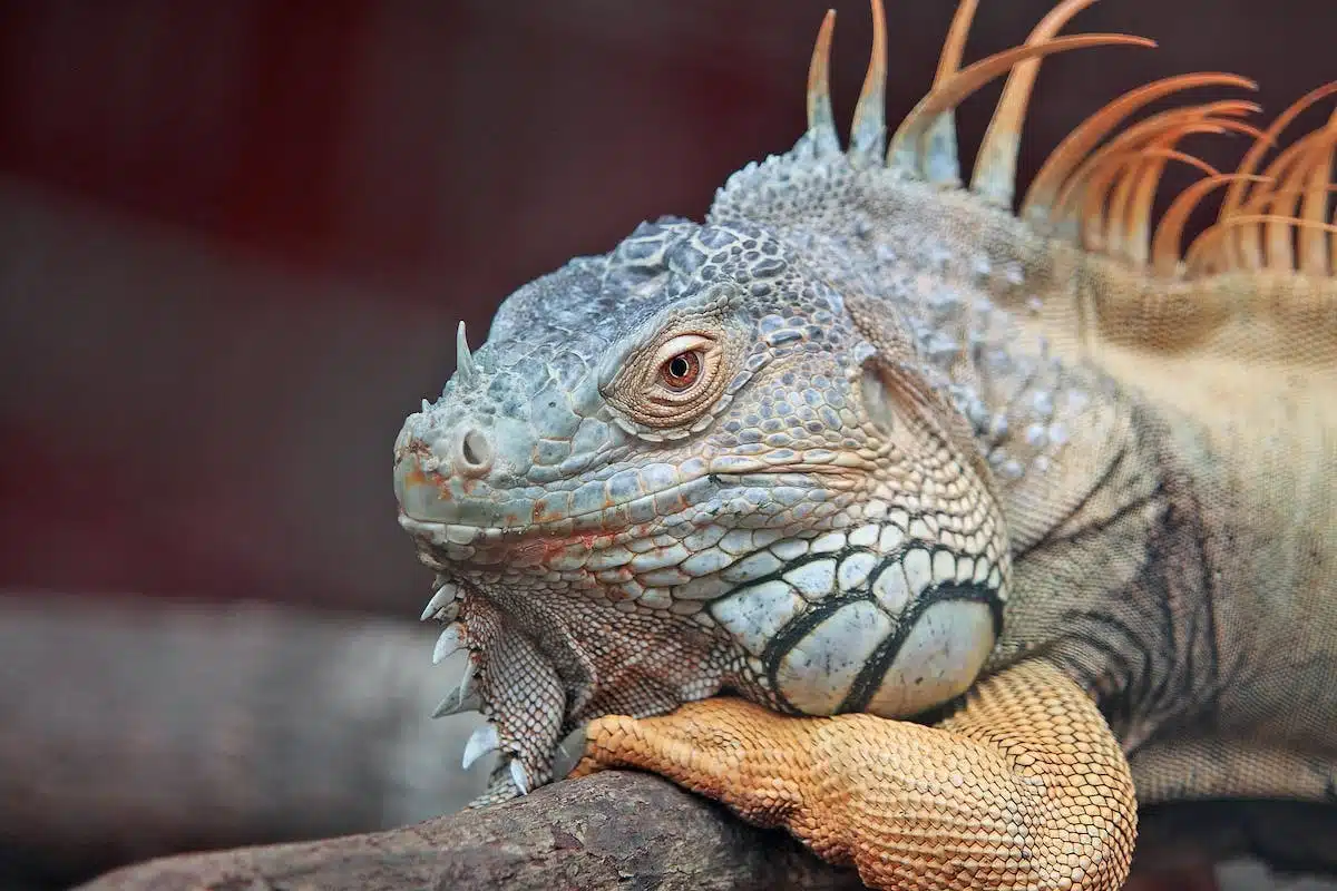 animaux exotiques