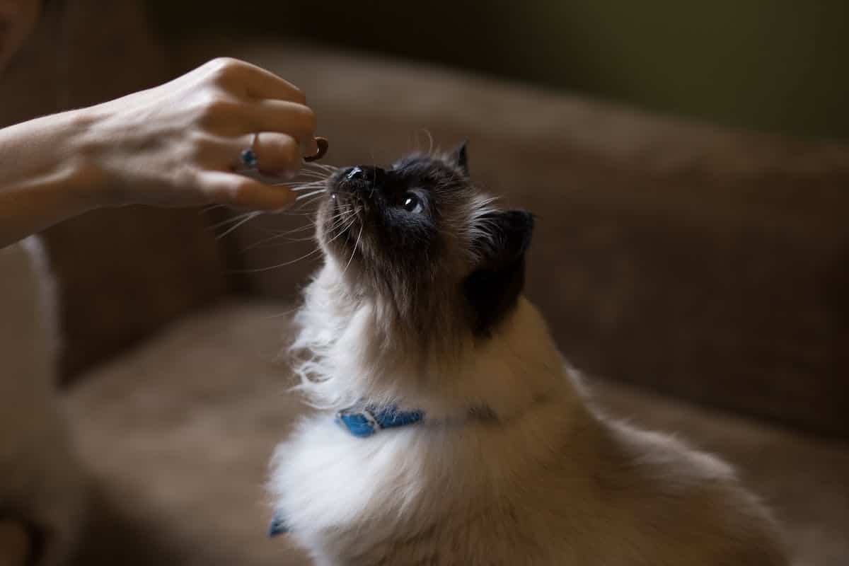 chat  entraînement