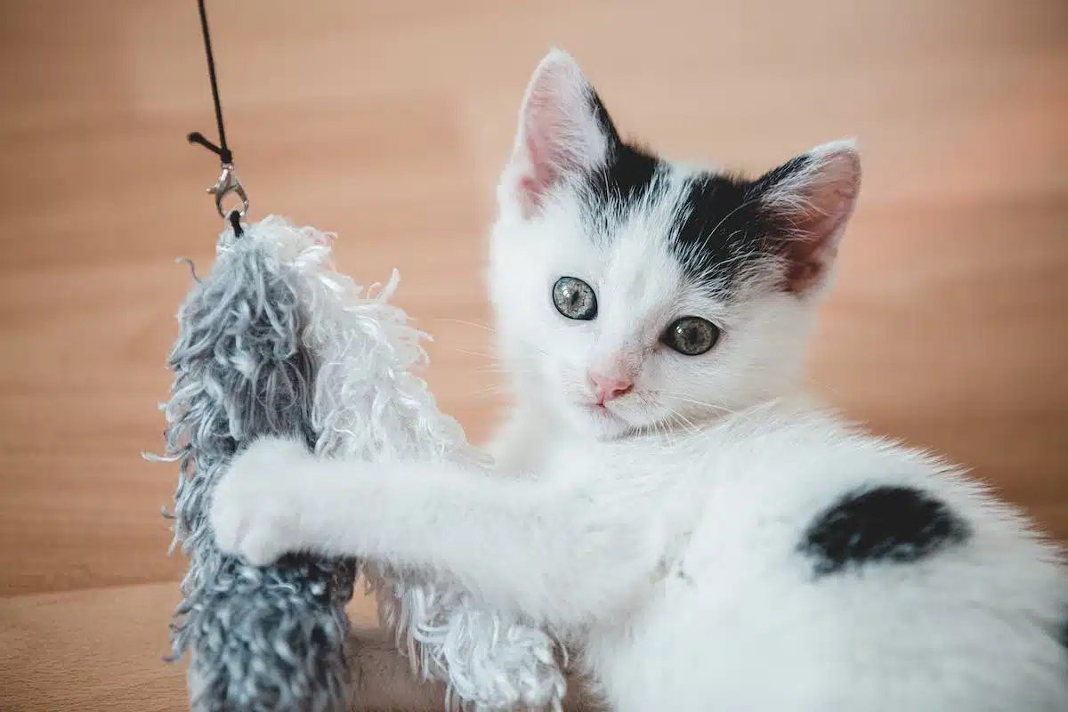 chat jouets