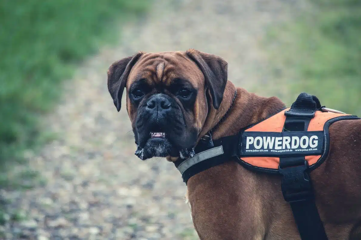 chien sécurité