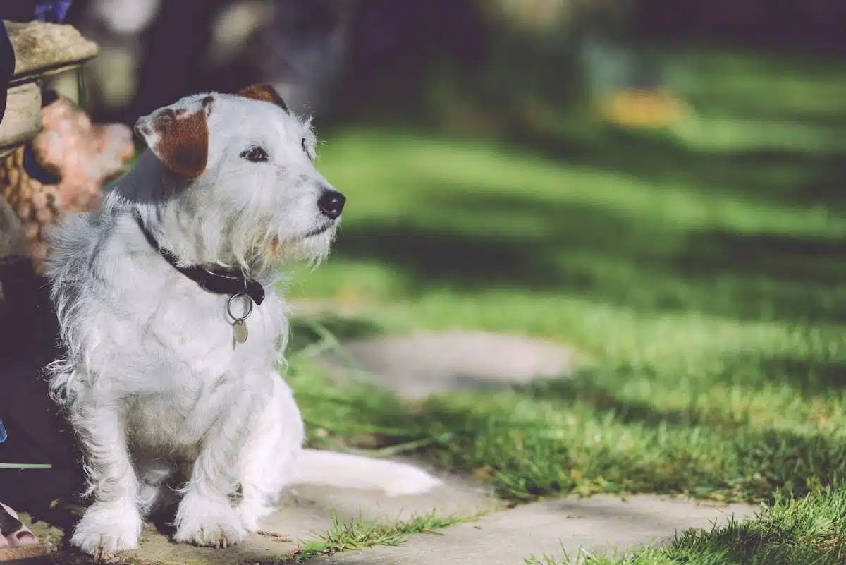 chien  jardin