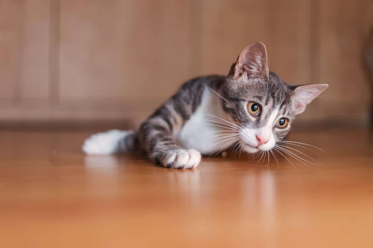 adoption chat