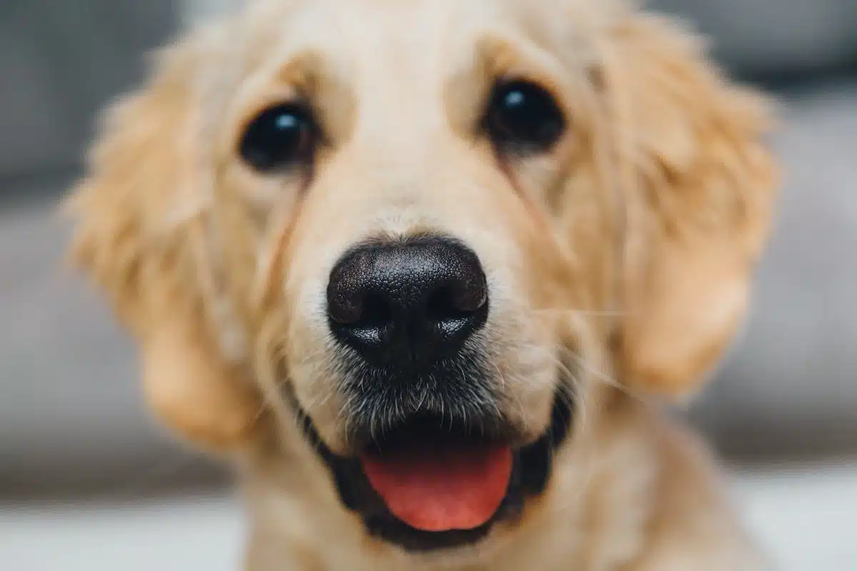 animaux cognition