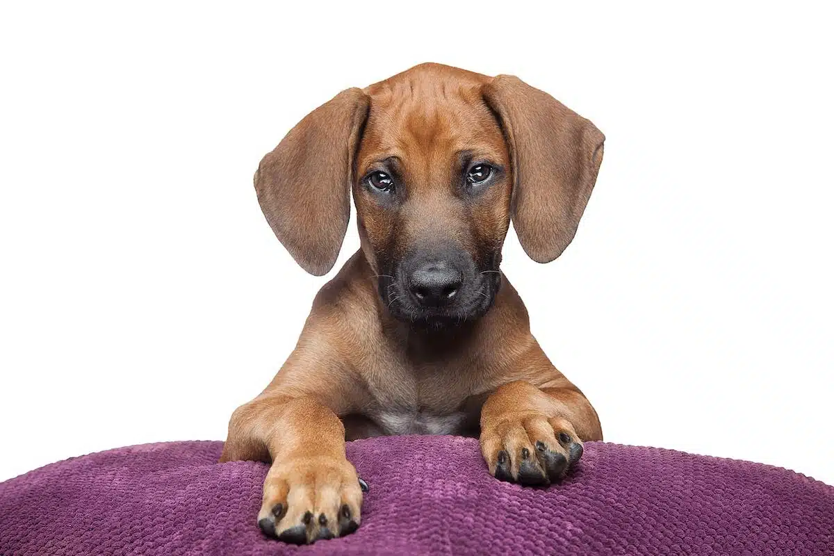 chien adulte