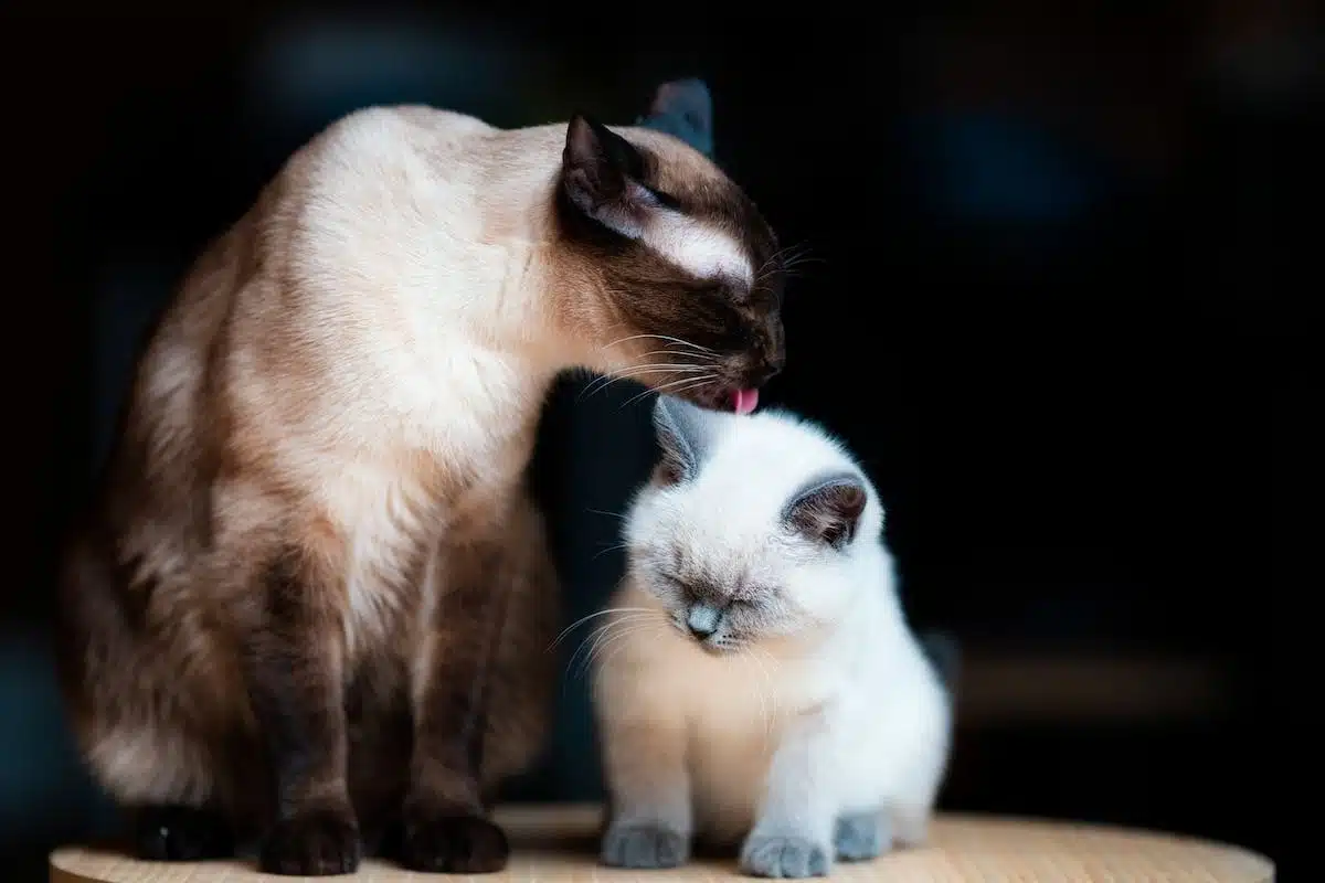 chat  apaisement