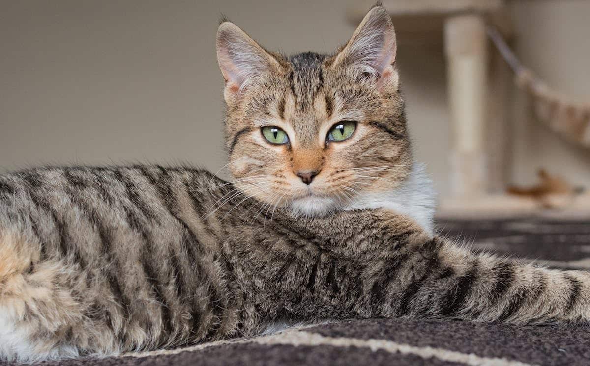 chat  personnalité
