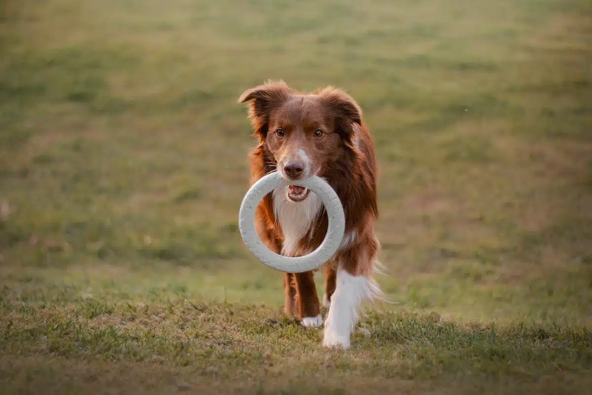 jouets  chiens