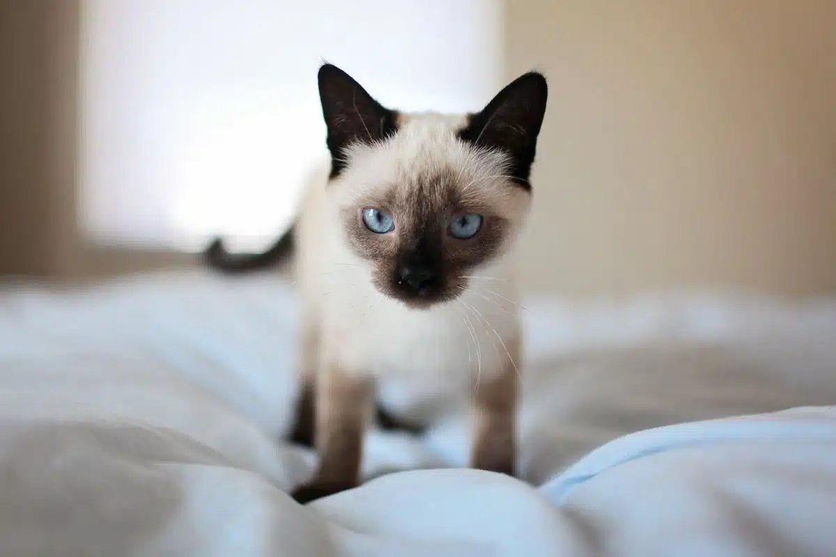 chat siamois