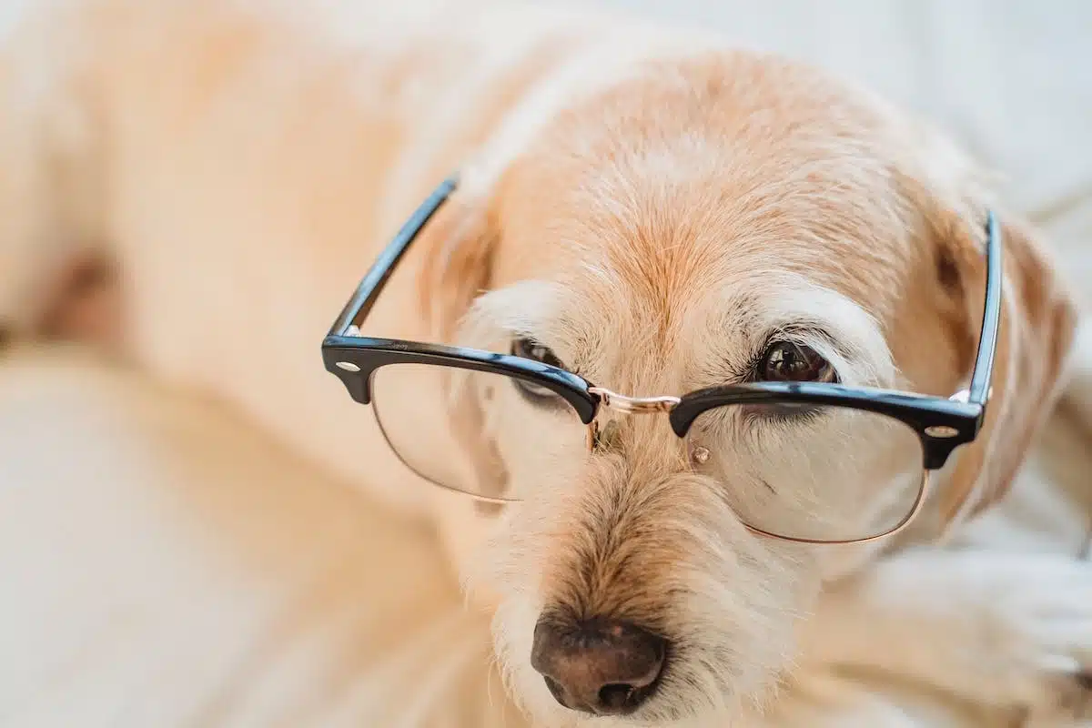 chien  accessoires