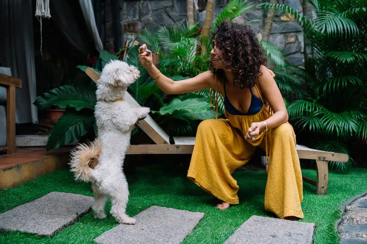 chien  socialisation