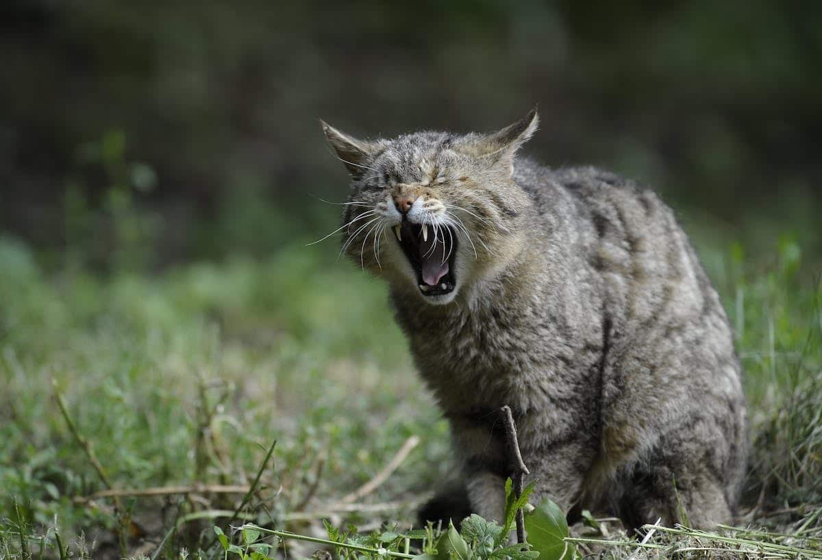 chat agressif