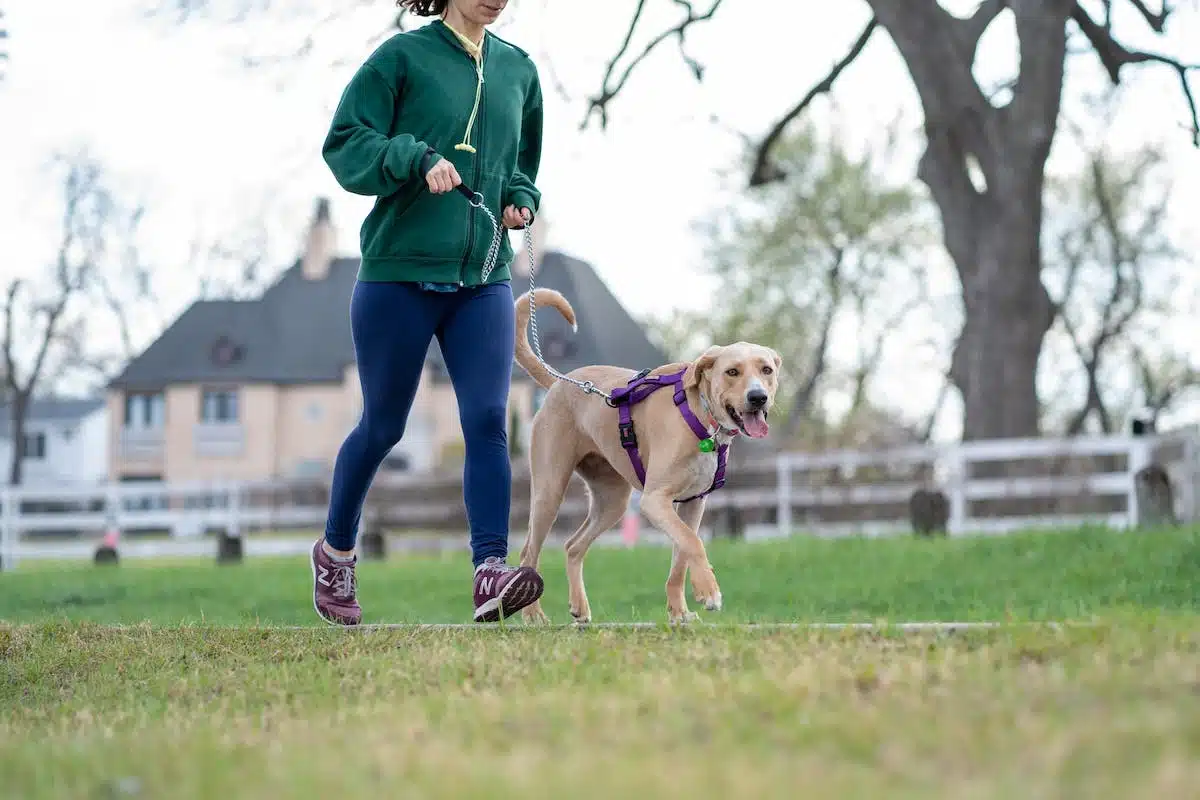 chien  sport