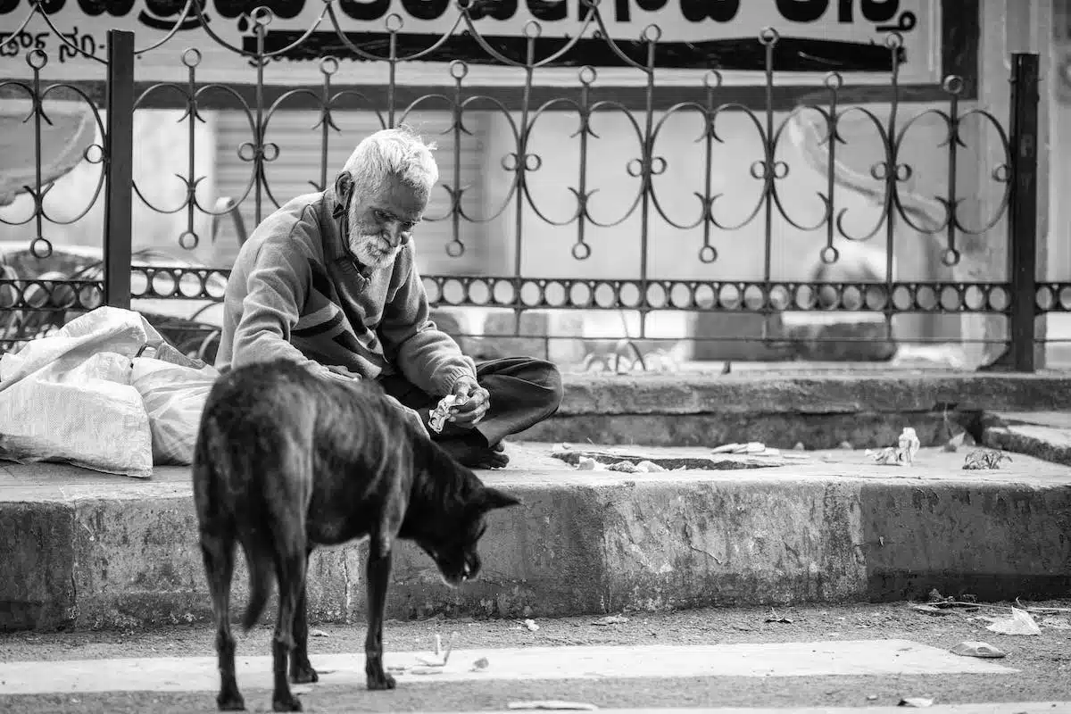 animaux âgés