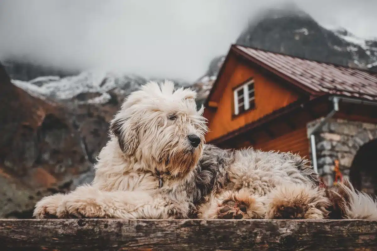 chiot  maison