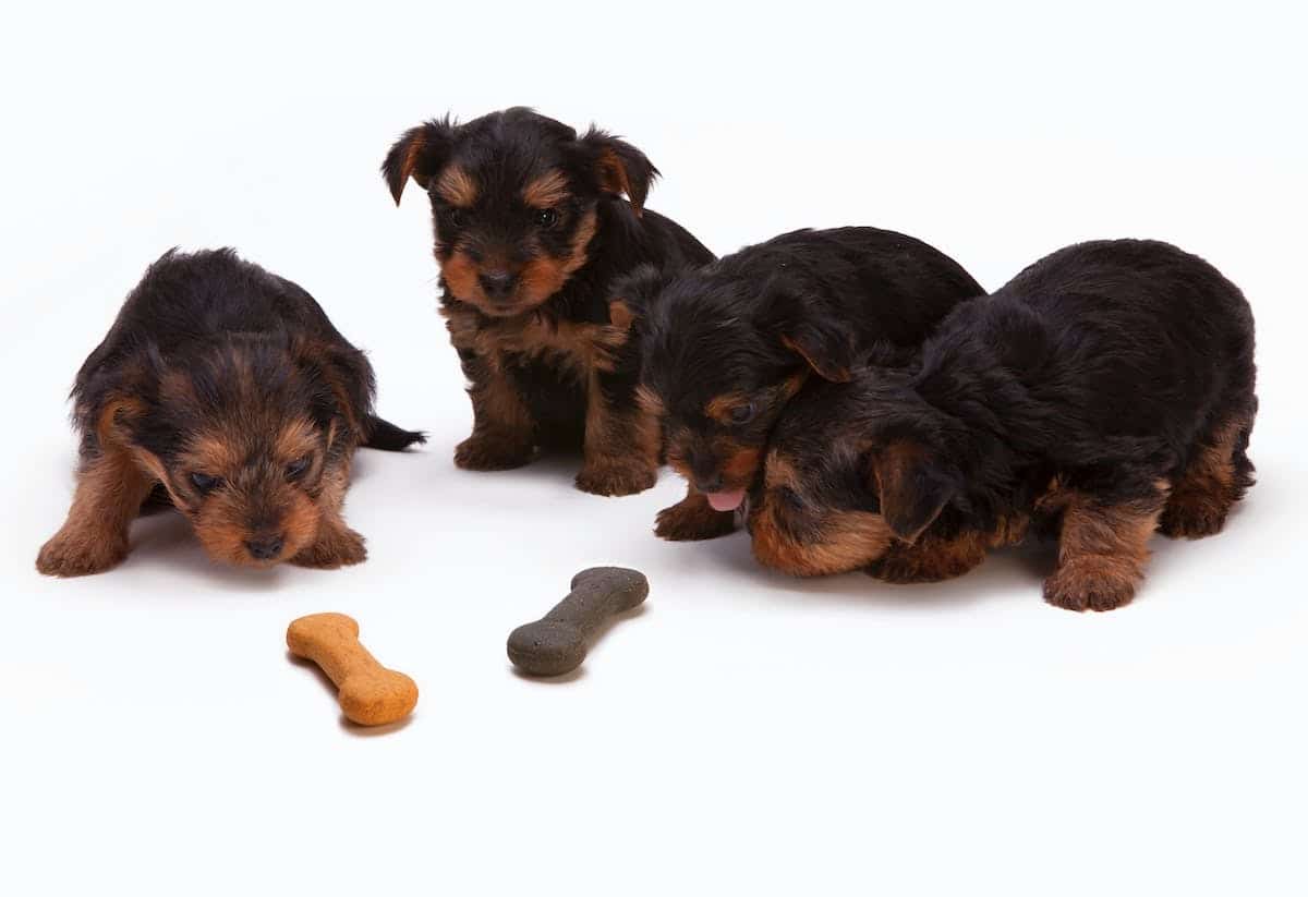croquettes animales
