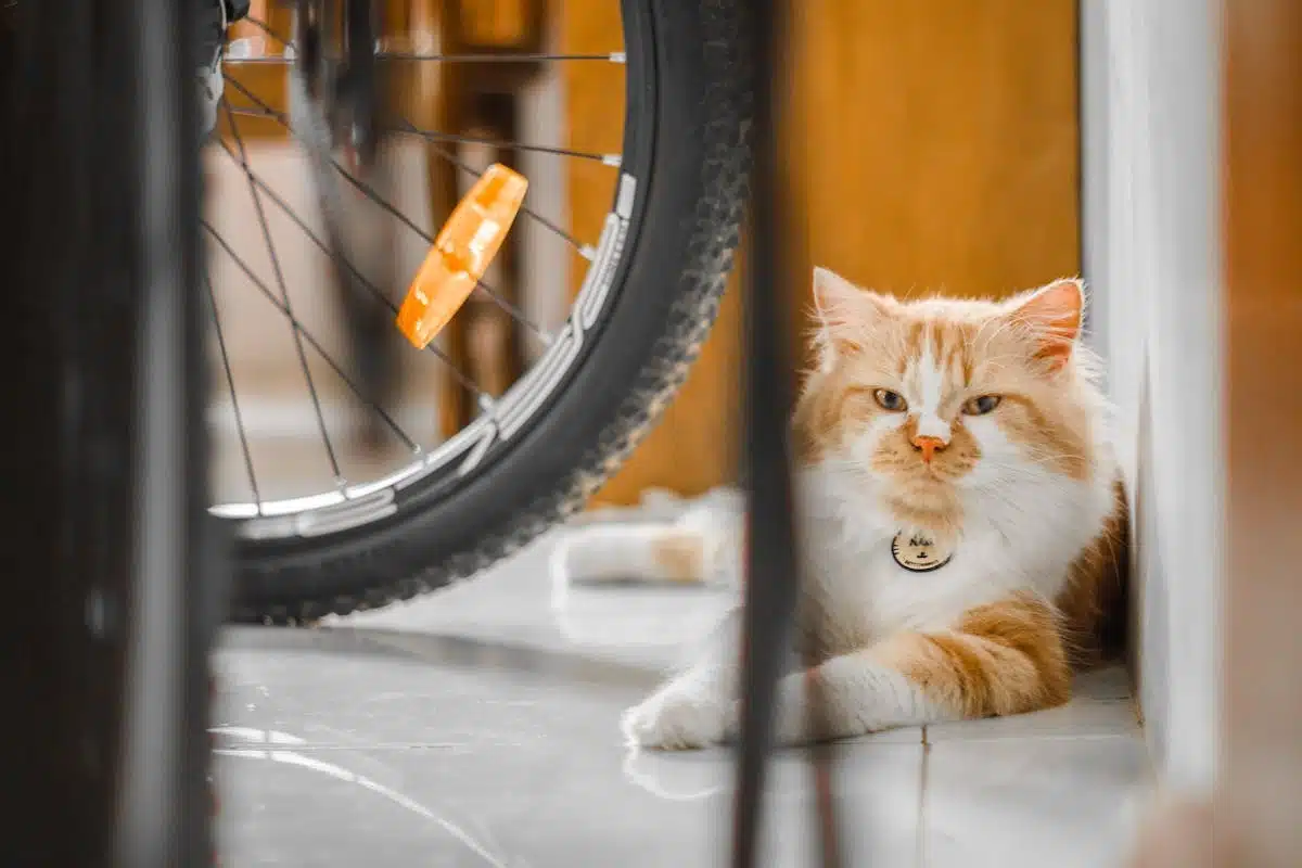chat  cycle