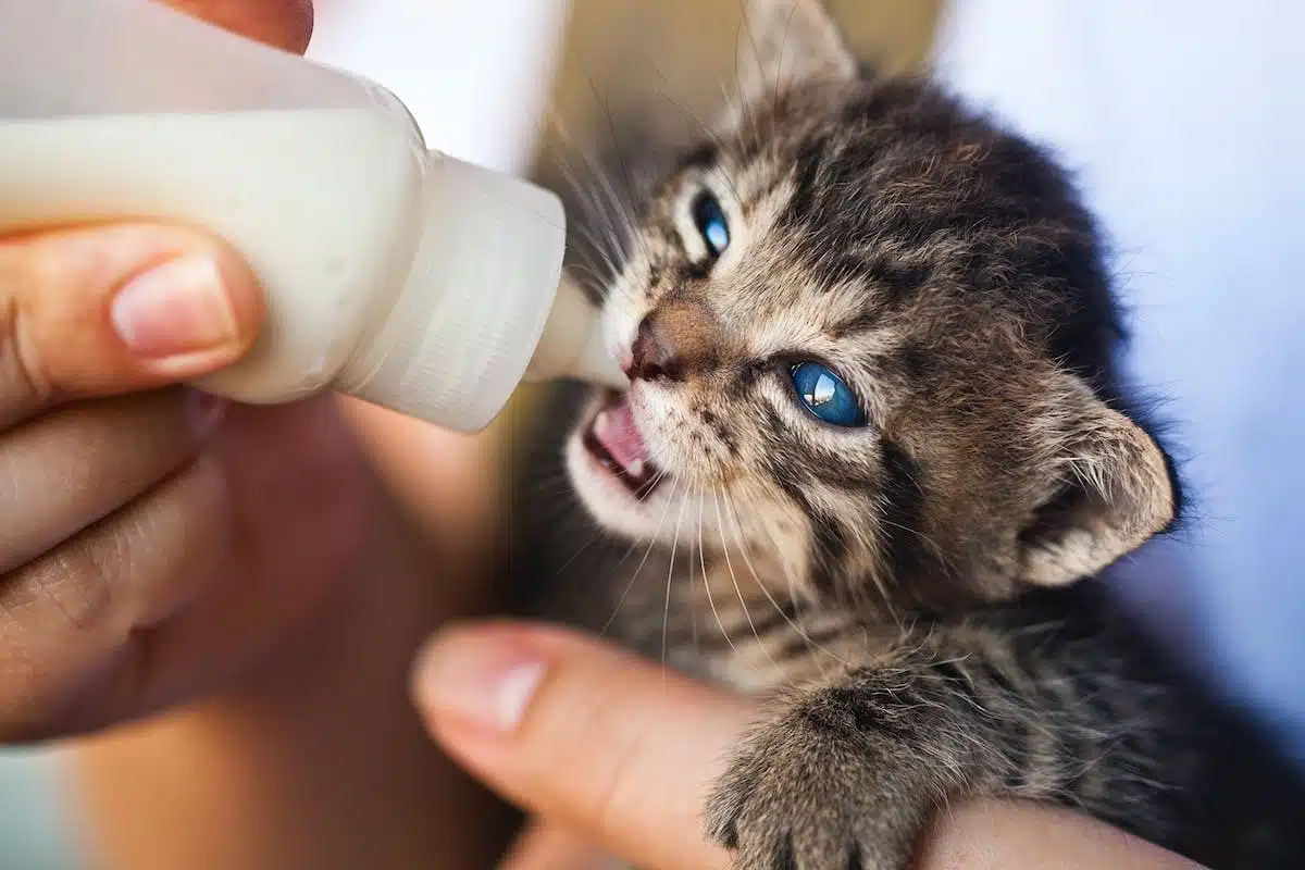 chat  alimentation