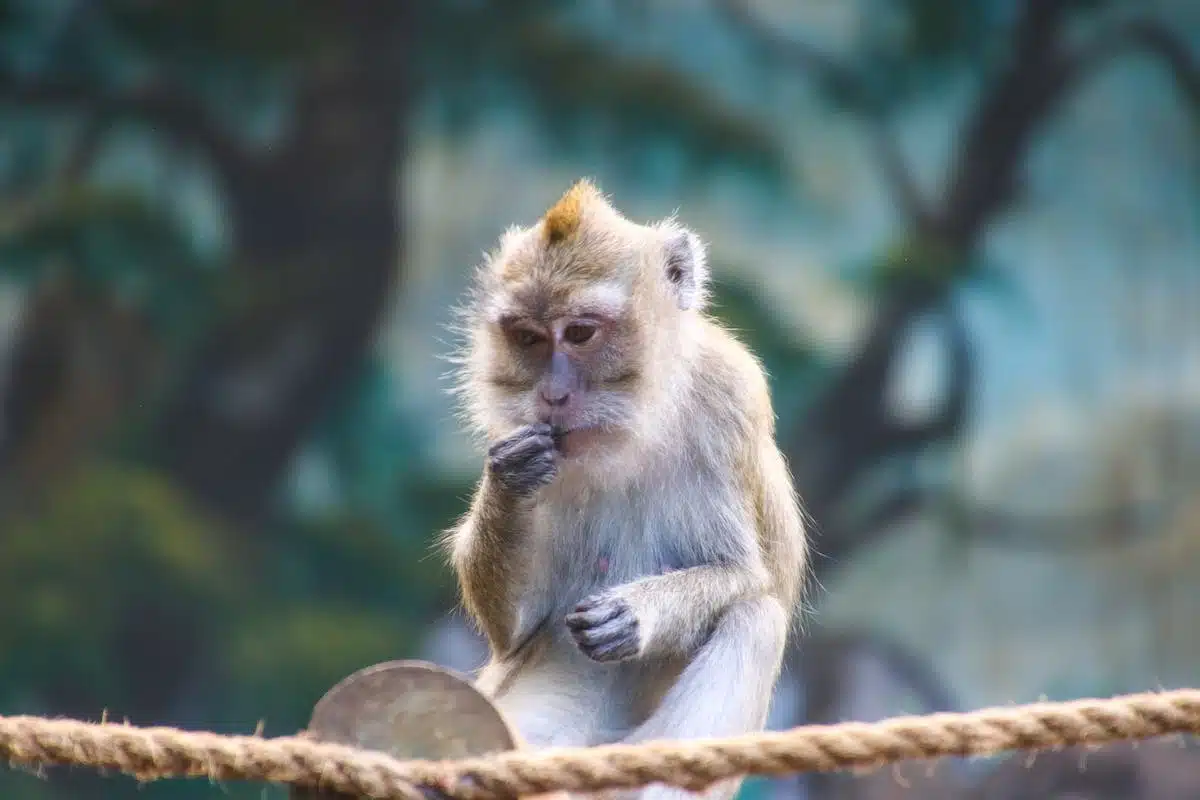 cognition animale