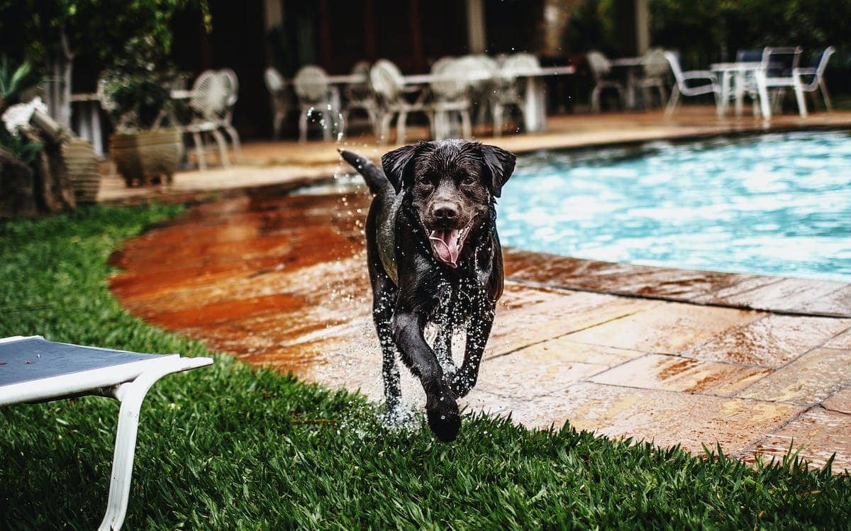 chien sportif