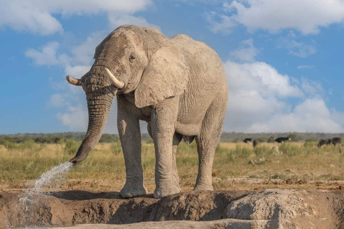 éléphant mémoire