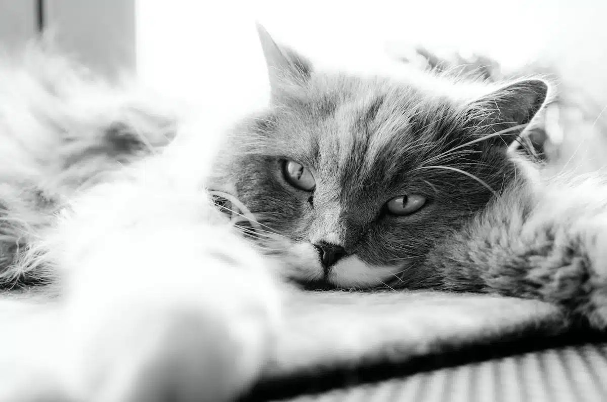 chat stressé