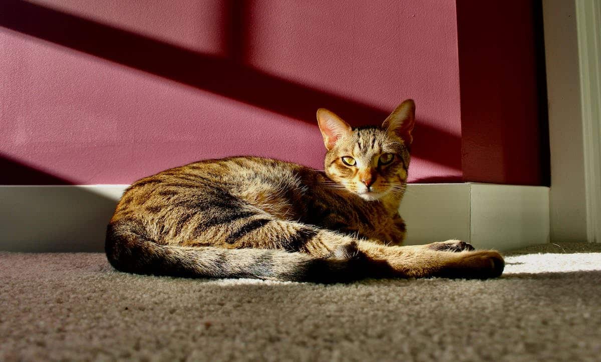 chat acupuncture