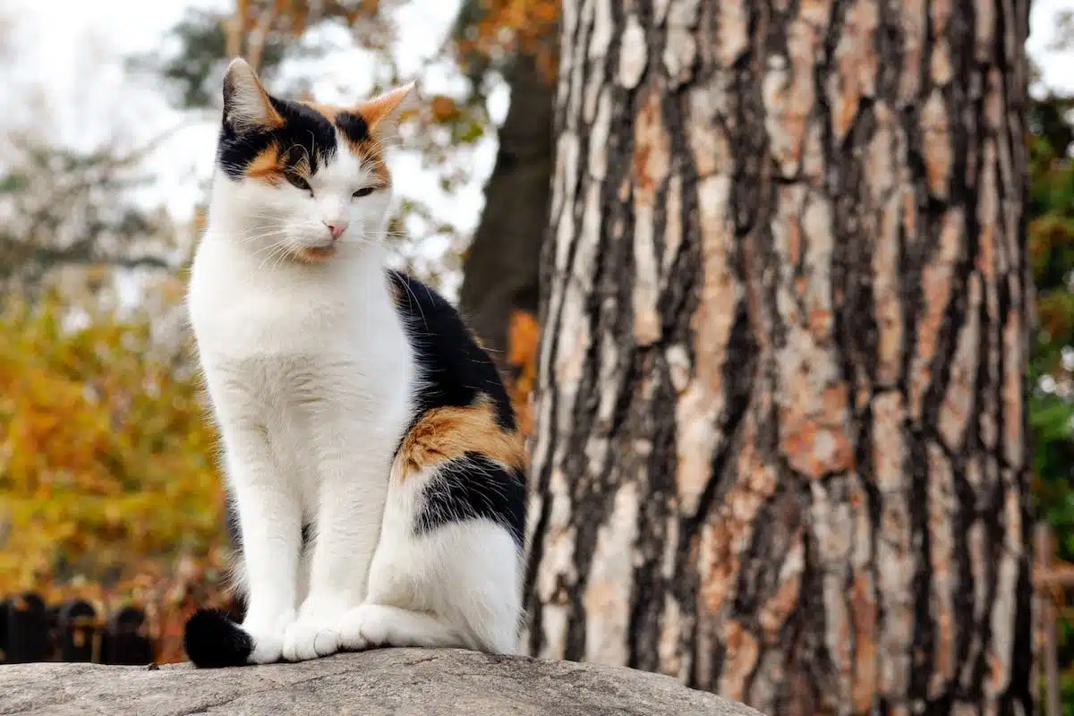 animaux  curiosités