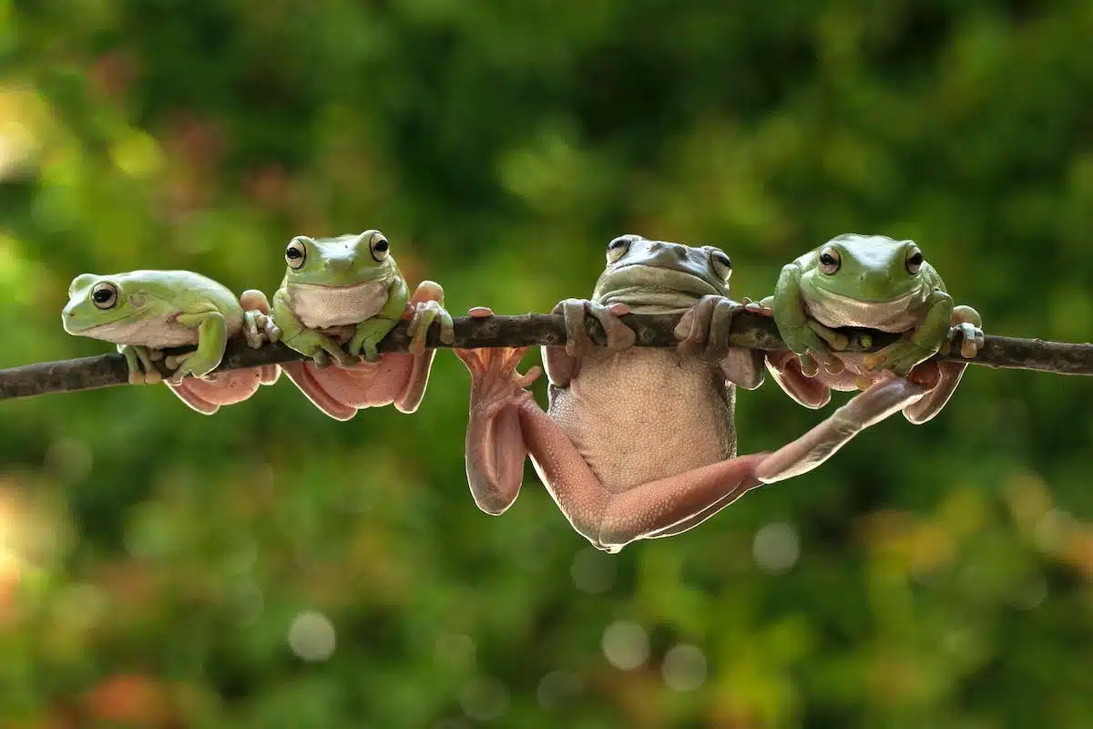 animaux  catastrophes
