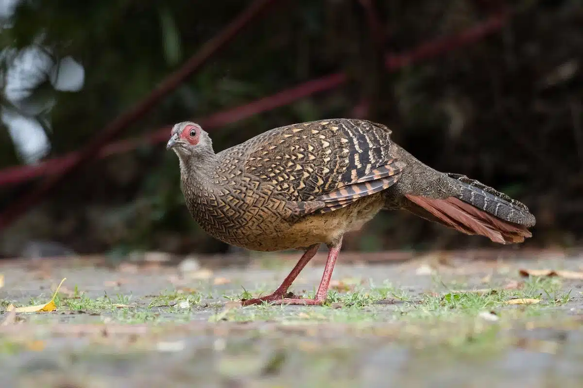 animaux endémiques