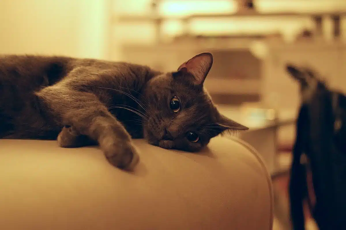 chat câlin