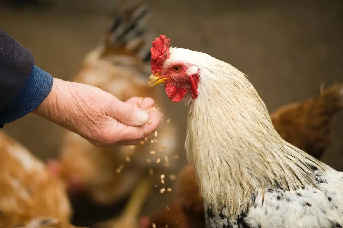 animaux  alimentation