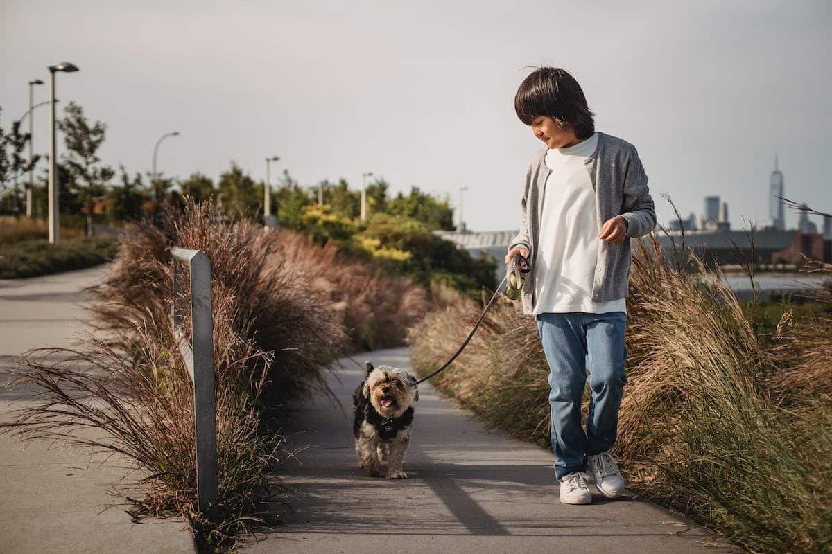 chien promenade
