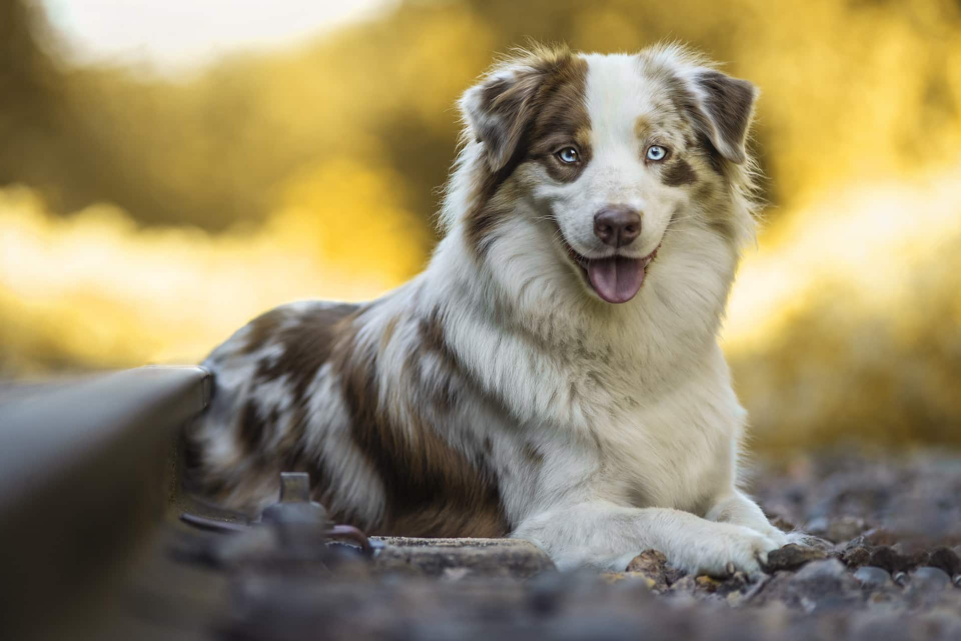 calmer un berger australien