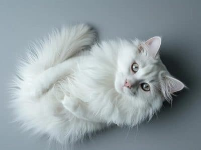 Chat angora gris : beauté et caractère de cette race élégante