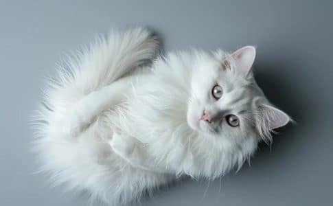 Chat angora gris : beauté et caractère de cette race élégante