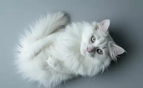 Chat angora gris : beauté et caractère de cette race élégante