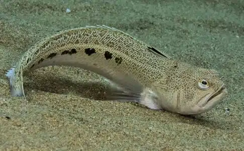 Découvrir les poissons de la Mer Méditerranée : Espèces à observer