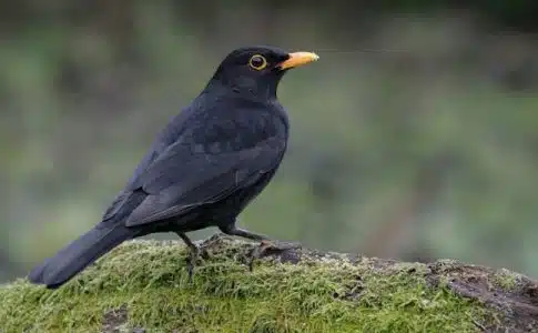 Oiseau noir au bec orange : découvrez comment l'identifier facilement