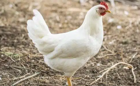 Poule blanche : Est-elle la meilleure pondeuse ?