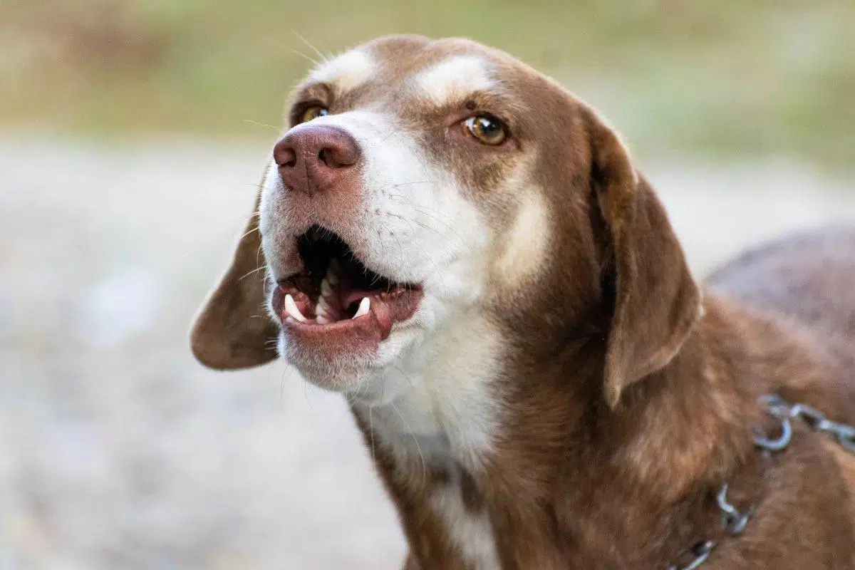 Chien aboie en voyant un autre