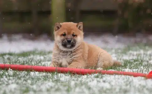 Shiba Inu nain (Mini/Mame) : Informations essentielles