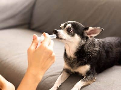 Vermifuger son chien : conseils pour un traitement efficace