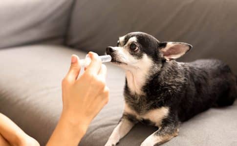 Vermifuger son chien : conseils pour un traitement efficace