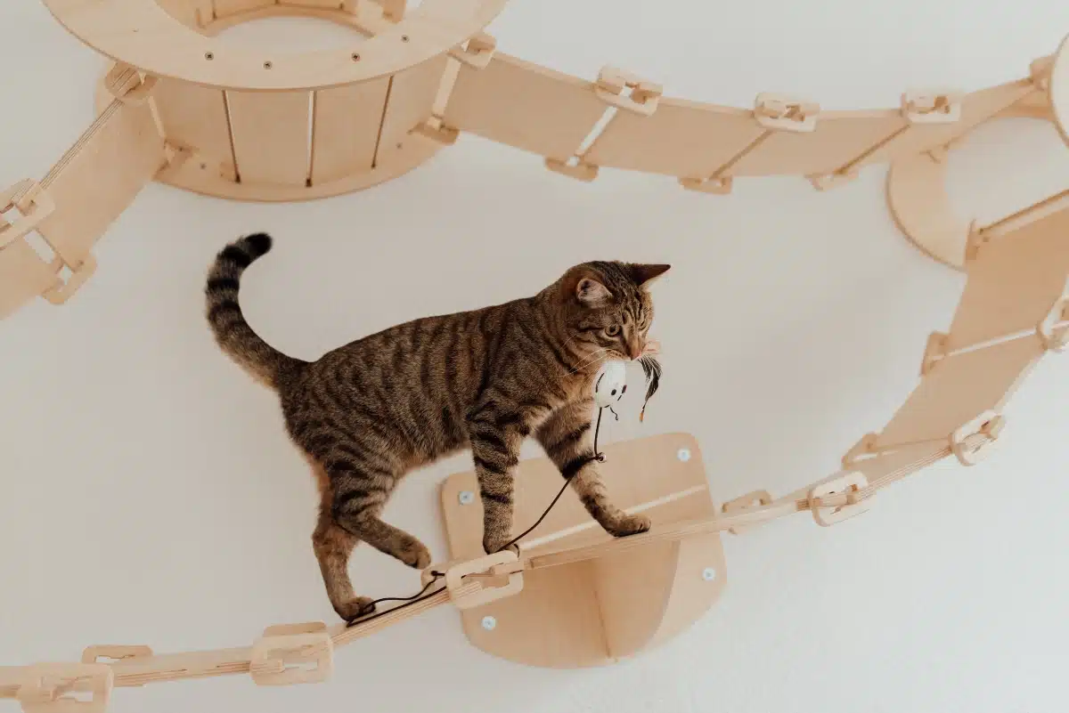chat accessoires